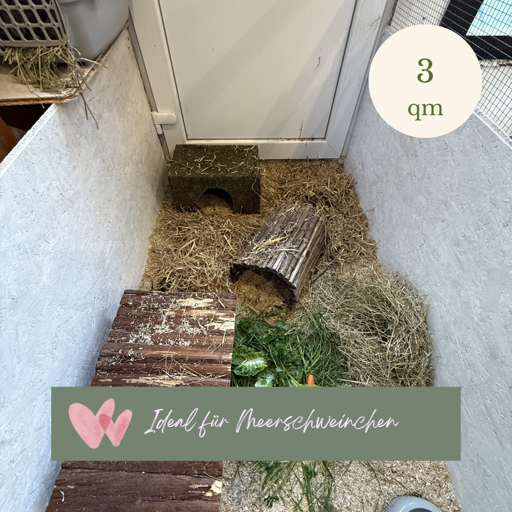 Urlaubsbetreuung für Meerschweinchen in Bergisch Gladbach
